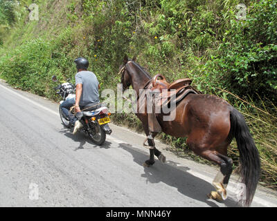 Uomo locale di traino di un cavallo con il suo ciclomotore, Colombia Foto Stock