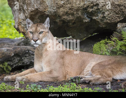 Una bella e in pericolo critico Florida Panther a Wildlife Park. Foto Stock