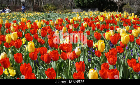 Tulipani nel parco in Texas. Foto Stock