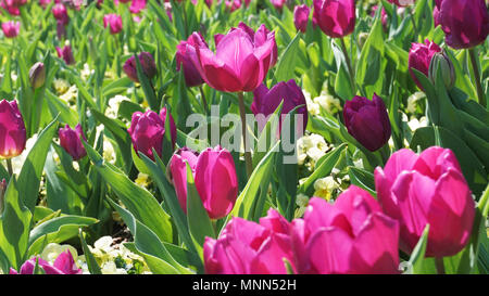 Tulipani nel parco in Texas . Foto Stock