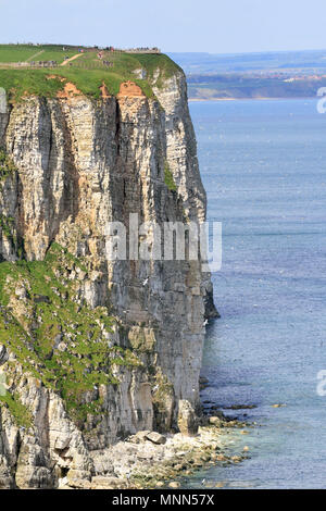 Persone in corrispondenza di punti di vista sui 100 m ad alte scogliere a RSPB Bempton Cliffs riserva vicino Bridlington, East Yorkshire, Inghilterra, Regno Unito. Foto Stock