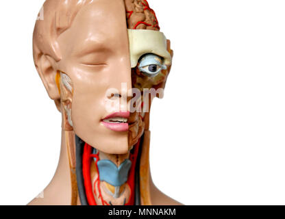 Modelli anatomici; anatomische modelle Foto Stock