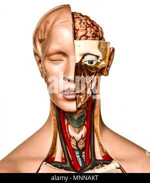Modelli anatomici; anatomische modelle Foto Stock
