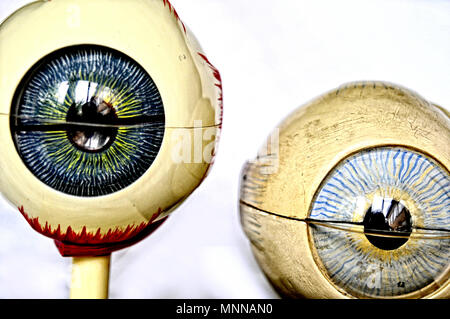 Modello anatomico: occhi, anatomisches modello: augen Foto Stock