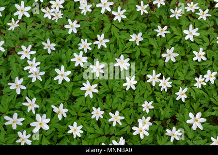 Fioritura di legno bianco anemoni Foto Stock