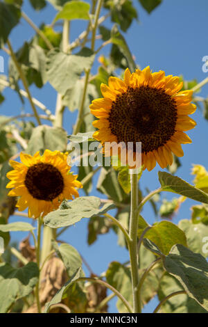 Due campi di girasoli con un cielo blu in background catturato da al di fuori del giardino di una casa abbandonata a Stari Grad,noto anche come Faros, in Croazia Foto Stock