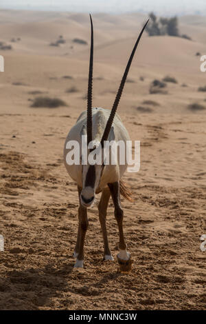 Arabian Oryx la carica i turisti auto in una riserva, in Al Maha Desert a Dubai Foto Stock