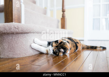 Gatta Calico di graffiare i chiodi sul pavimento moquette scale scala passi all'interno di casa al coperto, home, distruggendo Foto Stock