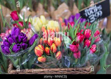 Viola, rosso, rosa, arancione e striato tulip mazzi closeup avvolti in plastica nel mercato del negozio con il segno nel cestello Foto Stock