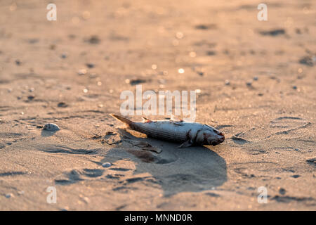 Primo piano di un pesce morto si è incagliata durante la marea rossa fioritura di alghe tossiche in Naples Beach in Florida Golfo del Messico durante il tramonto sulla sabbia Foto Stock