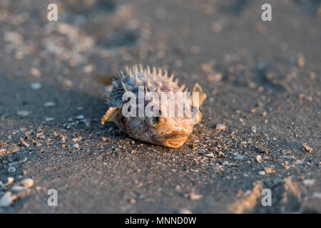 Primo piano di una morta blowfish pesce si è incagliata durante la marea rossa fioritura di alghe tossiche in Naples Beach in Florida Golfo del Messico durante il tramonto sulla sabbia Foto Stock