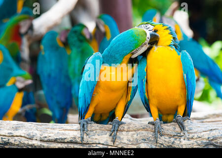 Una coppia di blu e giallo macaws appollaia al ramo di legno nella giungla. Colorato macaw uccelli nella foresta. Foto Stock