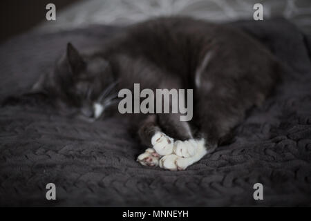 Un grigio scuro cat dormire su un letto Foto Stock