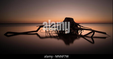 Albero morto in Epecuen Foto Stock