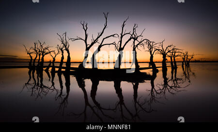 Alberi morti Foto Stock