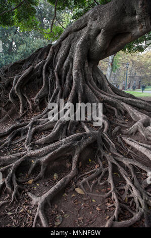 Vecchie radici nella città Foto Stock