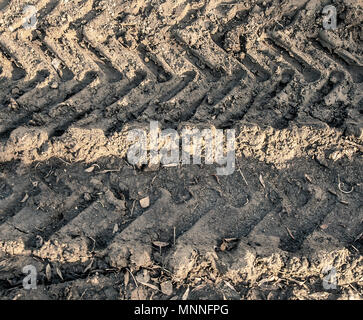 Stampe dei pneumatici nel fango Foto Stock