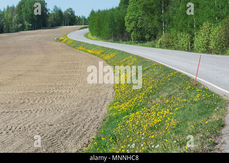 Primavera con i dandelioni gialli sul lato della strada a Hämeenkoski Finlandia Foto Stock