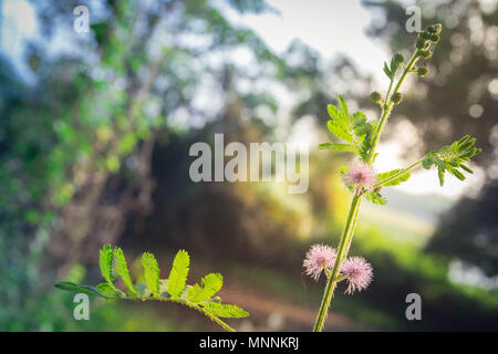 Rosa fiori di mimosa in un campo della foresta verde Foto Stock
