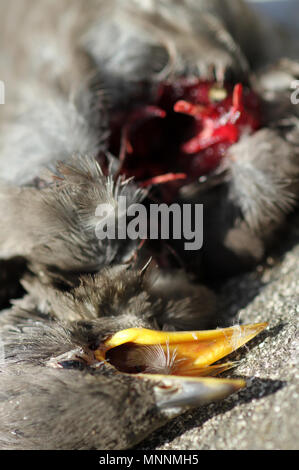 Starling neonata sparviero kill Foto Stock