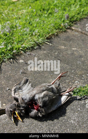 Starling neonata sparviero kill Foto Stock