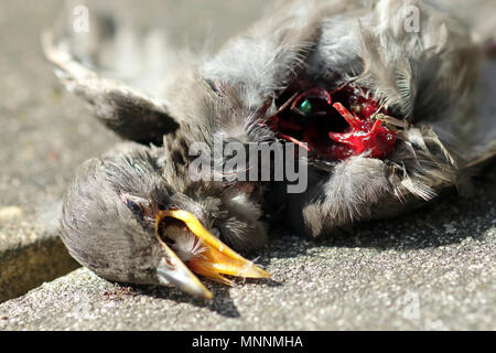 Starling neonata sparviero kill Foto Stock