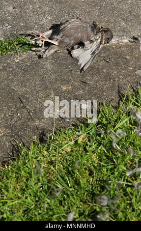 Starling neonata sparviero kill Foto Stock