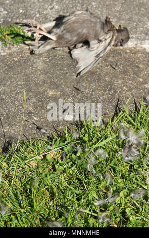 Starling neonata sparviero kill Foto Stock