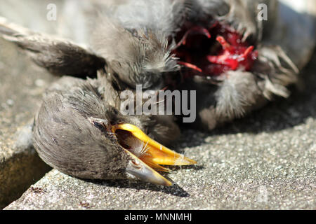 Starling neonata sparviero kill Foto Stock