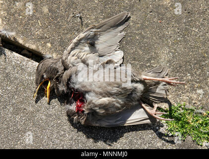 Starling neonata sparviero kill Foto Stock