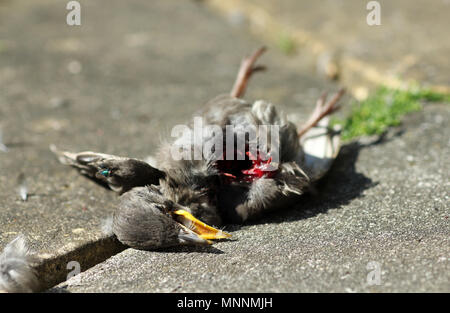 Starling neonata sparviero kill Foto Stock