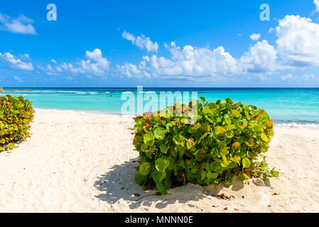 Dover Beach - spiaggia tropicale sull'isola caraibica di Barbados. Si tratta di una destinazione paradiso con una spiaggia di sabbia bianca e mare turquoiuse. Foto Stock