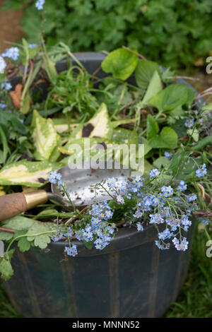 Cancellazione di piante morte ed erbacce dal giardino di una benna con una cazzuola a mano. Regno Unito Foto Stock