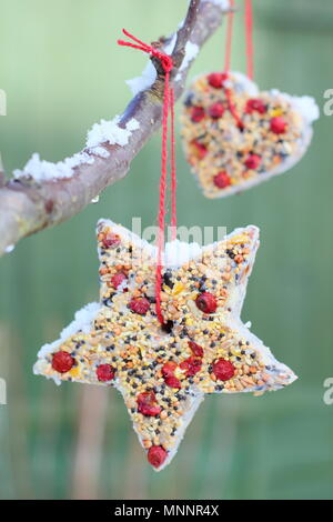 Passo dopo passo 6/7: rendere inverno berry bird alimentatori con cookie cutter. In casa di cuore e a forma di stella di alimentatori di uccelli appendere su albero in giardino con la neve Foto Stock