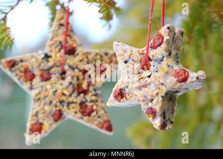 Passo dopo passo 6/7: rendere inverno berry bird alimentatori con cookie cutter. In casa a forma di stella di alimentatori di uccelli appesi dal ramo di albero nel giardino innevato Foto Stock