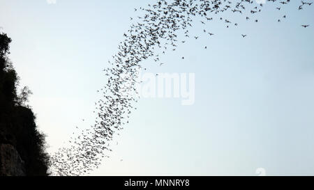 Phnom sampeau pipistrelli vicino a battambang in Cambogia Foto Stock