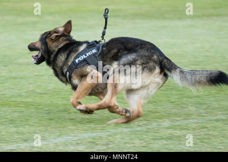 City of London Police display DOG. Foto Stock