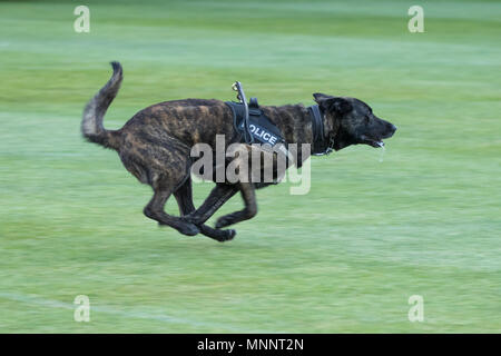 City of London Police display DOG. Foto Stock