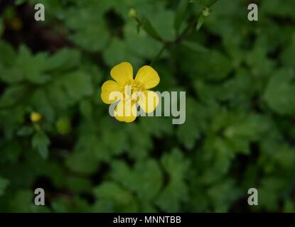 Dettaglio di un luminoso giallo fiore e foglie verdi di Ranuncolo strisciante impianto. Foto Stock