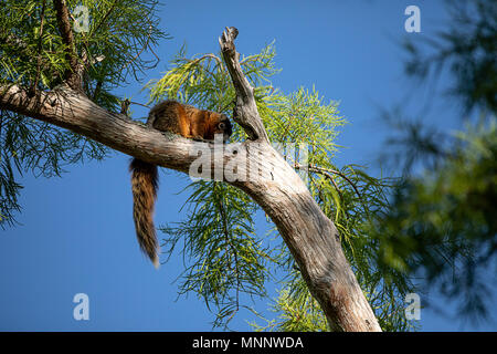 Rilassante Big Cypress Fox Squirrel Sciurus niger avicennia poggia su un ramo di albero in estate in Naples, Florida Foto Stock