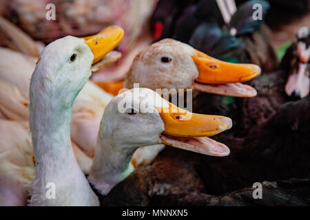 Le oche per la vendita nel mercato locale, per essere portati a casa per la cena Foto Stock