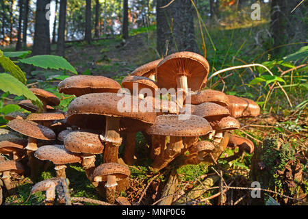 Armillaria ostoyae solidipes cluster di funghi nella foresta Foto Stock