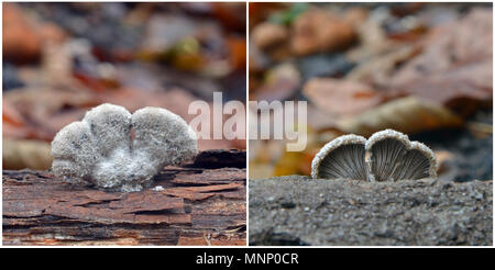 Schizophyllum comune fungo su legno, merulius communis Foto Stock