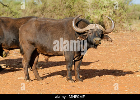 Grande maschio africano o bufali (Syncerus caffer), Sud Africa Foto Stock