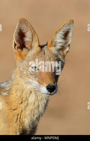 Ritratto di un nero-backed jackal (Canis mesomelas), Deserto Kalahari, Sud Africa Foto Stock