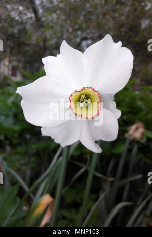 Un bianco narciso crescente presso il giardino Foto Stock