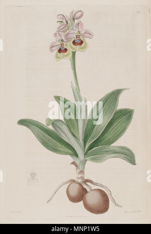 . Illustrazione di Ophrys tenthredinifera . 1817. Sydenham Edwards (1768-1819) del. , Bianco sc. 943 Ophrys tenthredinifera - Il Bot. Reg. 3 pl. 205 (1817) Foto Stock