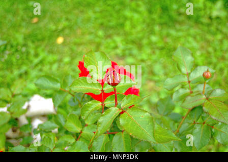 Rosebuds non aperti nel giardino in estate, Russia Foto Stock