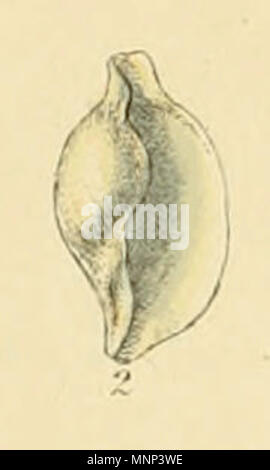 . Inglese: Ovula patula Pennant (bulla), accettato come Simnia patula[1]. Da illustrato indice dei gusci britannica, piastra XX., Fig. 2. 1859. George Brettingham Sowerby II 951 Ovula patula (Sowerby) Foto Stock