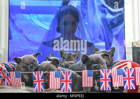 Newlyn, Cornwall, Regno Unito. Il 19 maggio 2018. Una cucciolata di 8, 6 settimane vecchio bulldog francese cuccioli guardando il Royal Wedding a loro casa questo pomeriggio. Credito: Simon Maycock/Alamy Live News Foto Stock